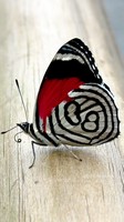 descargar wallpaper de animales